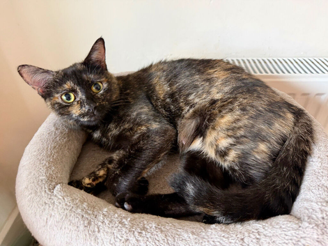 A Tortie kitty