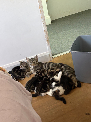 3 beautiful kittens