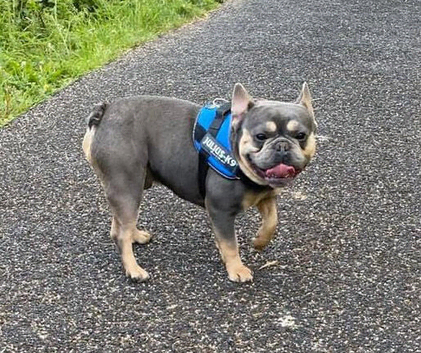 French Bulldog Male 9 years old
