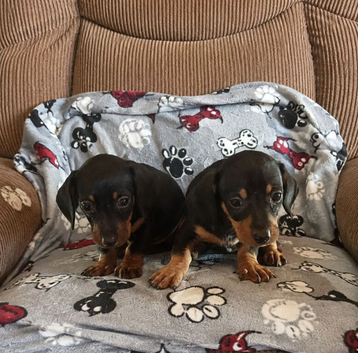Dachshund pups