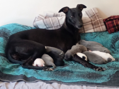 REDEVELYN WHIPPET'S, KC REG NR GLOUCESTER.