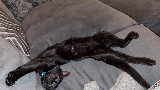 Male cat Milo for sale