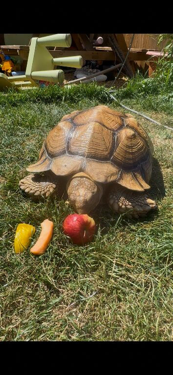 Sulcata tortoise