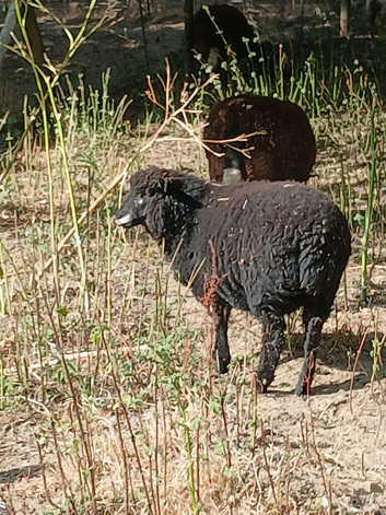 Coloured ryeland  x lambs