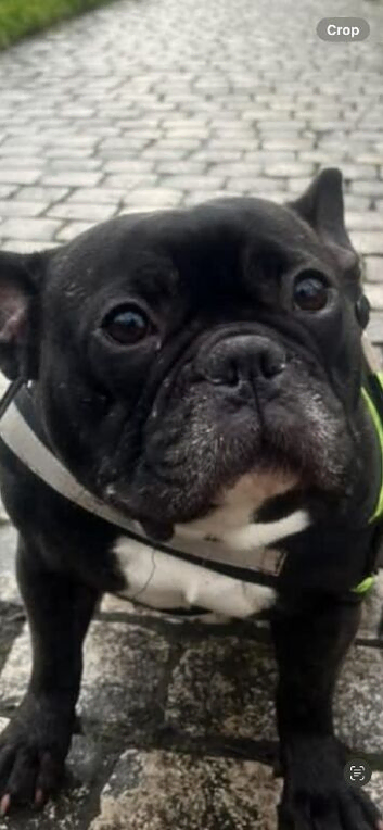 Any one seen this dog