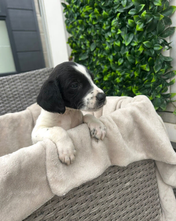 Beautiful Cocker spaniel puppies for sale