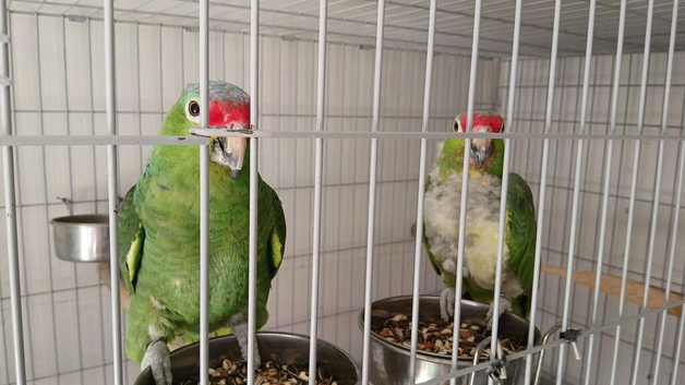 A pair of red Lord Amazon's for sale