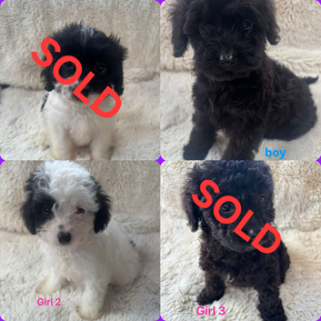 CAVAPOO'S