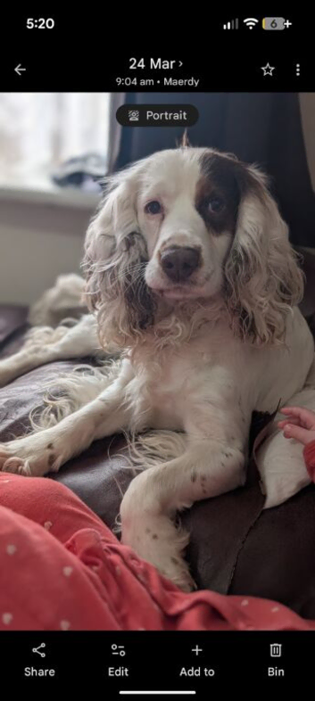 Entire male spaniel