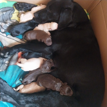 Labrador puppies ready now