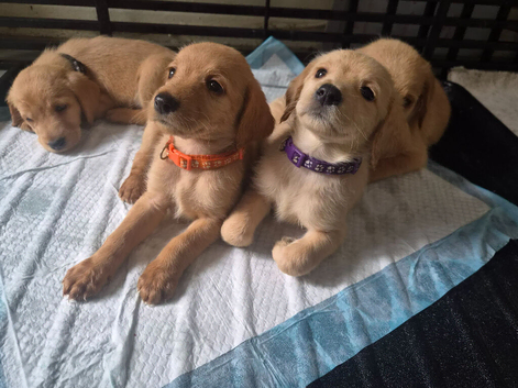 Beautiful happy F1 Labradoodle puppies