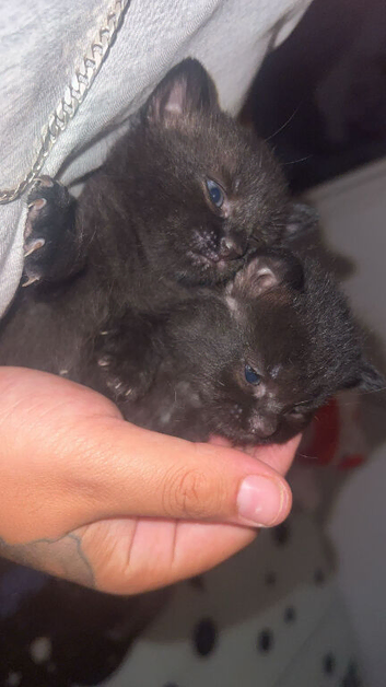 4 kittens available