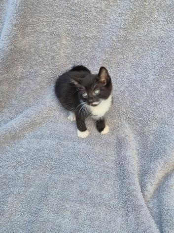 13 week old kittens