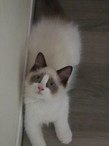 Fluffy Ragdoll kittens