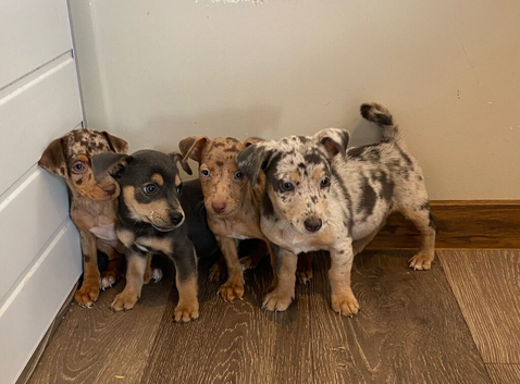 Jack Russell puppies now ready