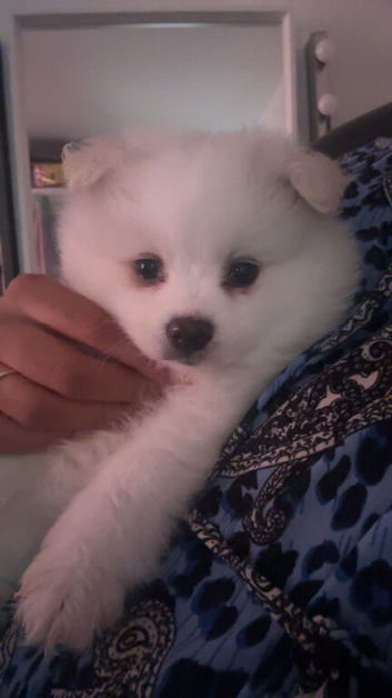 Pomeranian puppy for Sale