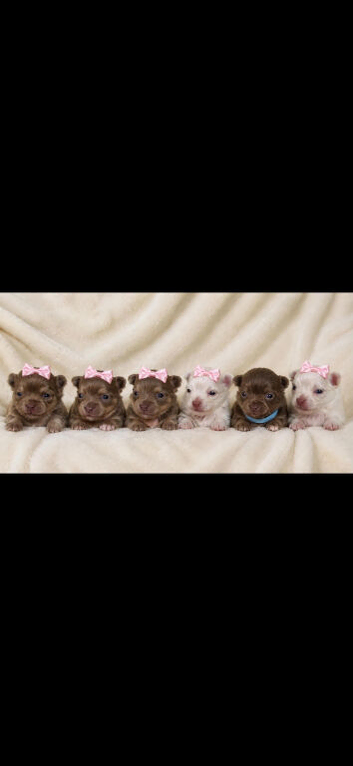 Long haired Chihuahuas