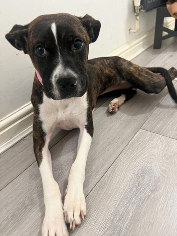 Staffordshire Bull Terrier x American Bulldog