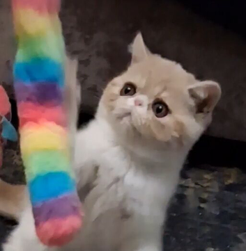 Stunning exotic/persian kittens