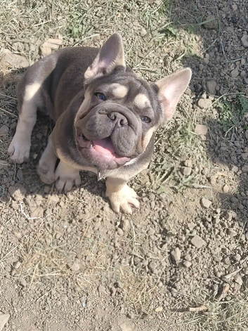 Female Big Rope French Bulldog
