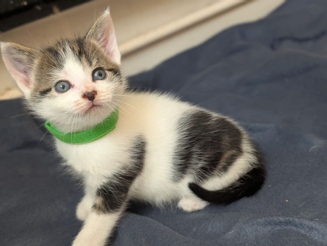 Tabby/grey and white kittens!