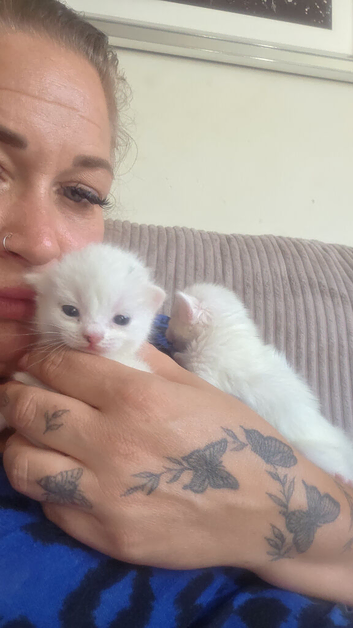 Kitten