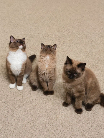 Purebred Traditional & Cherubim (Mink) Ragdolls
