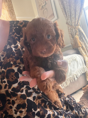 *Ready now*1 girl available Dark Red Cavapoo Puppies