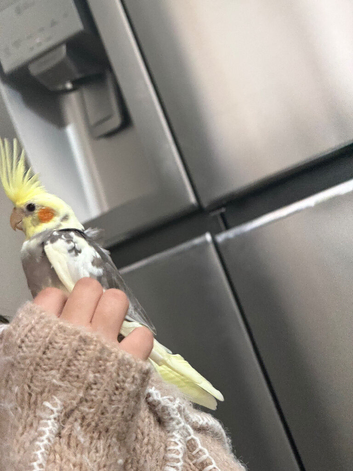 8 week old cockatiel