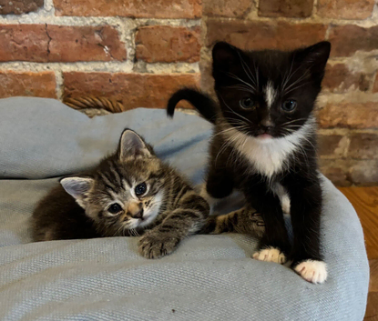 Adorable Kittens