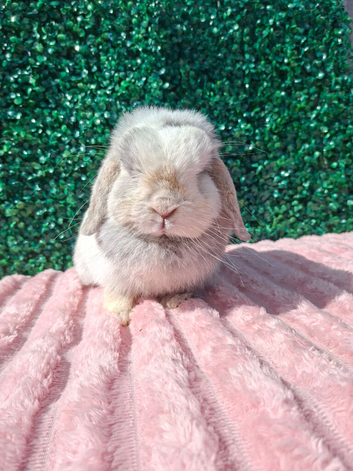 4 years old Mini Lop Doe