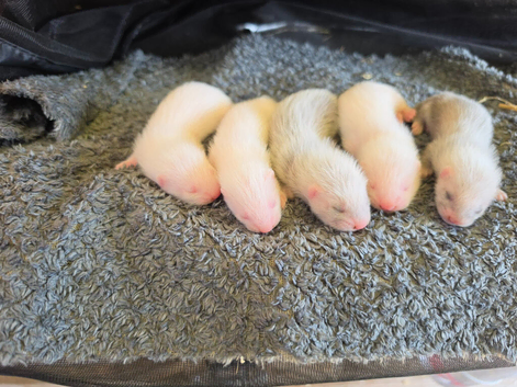 Ferret kits