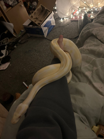 Albino ball python