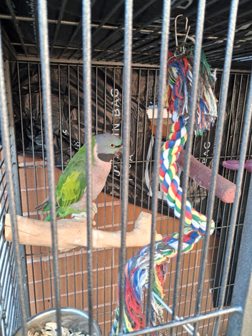 Parrot,,derbyan
