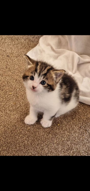 Adorable kittens