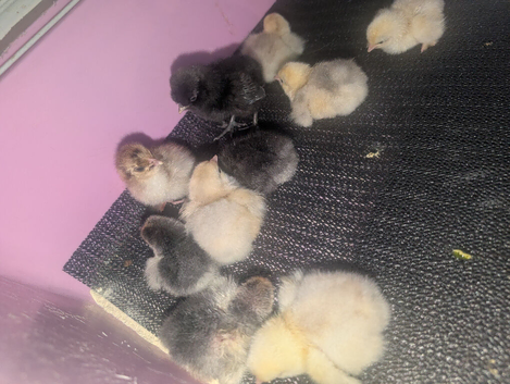 Pekin chicks