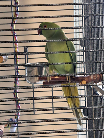WANTED BIRDS