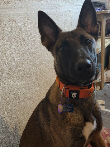 1 year old mali looking for a home