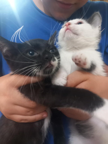 4 beautiful male kittens