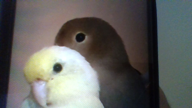 bonded lovebird and parrotlet