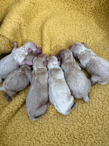Maltipoo Babies