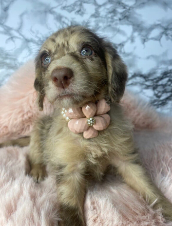 Beautiful Miniature Labradoodle Girls