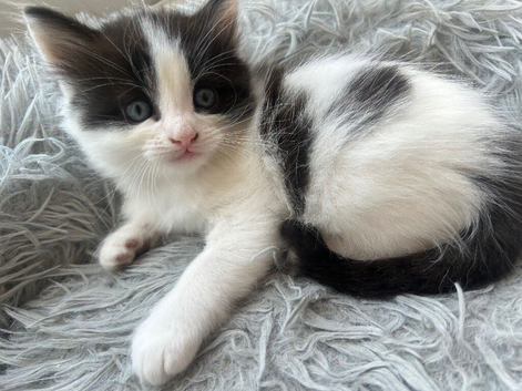 &pound;150 last 2 male fluffy beautiful Norwegian Forrest cats