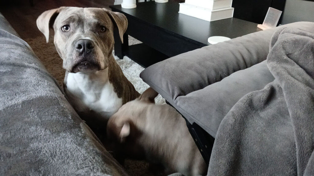 staff x pocket bully x cane corso