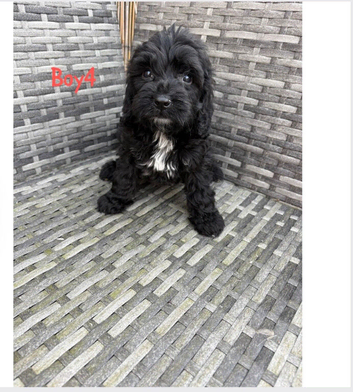 Cockapoo pups