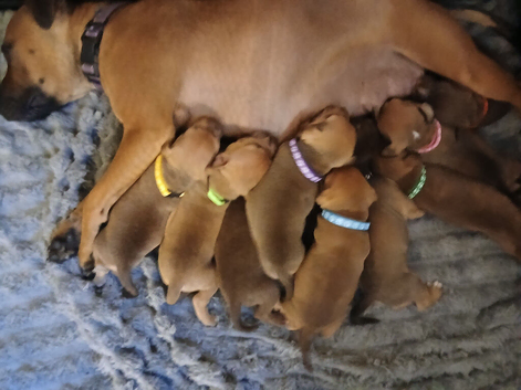 Staffy puppies **1 girl & 3 boys available **