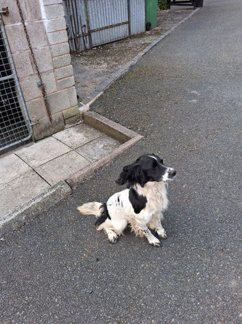 Springer spaniel English