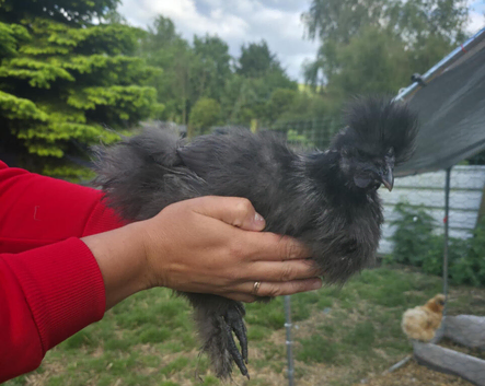 2 month old silkie cockrel