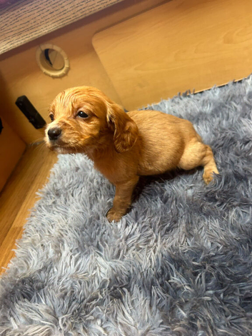 Cocker spaniels