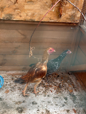 Co shamo chickens pair